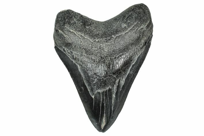 Fossil Megalodon Tooth - South Carolina #327561